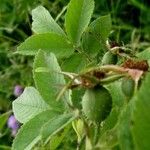 Rosa tomentosa Blad