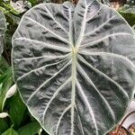 Alocasia reginula Hoja