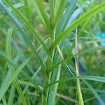 Carex muskingumensis Habit