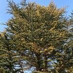 Cedrus atlantica 其他