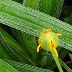 Hypoxis hirsuta Fiore