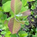 Amelanchier stolonifera Лист