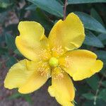 Hypericum x hidcoteenseᱵᱟᱦᱟ