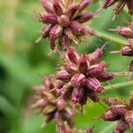 Oenanthe crocata Fruit