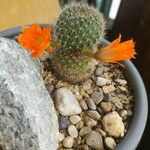 Rebutia minuscula Квітка