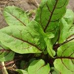 Rumex rugosus ഇല