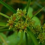 Cyperus eragrostis ফুল