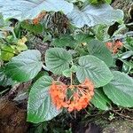 Clerodendrum speciosissimum Fleur