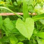 Mikania micrantha Leaf