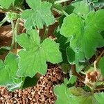 Pelargonium tomentosum Hoja