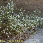 Minuartia setacea Hábito