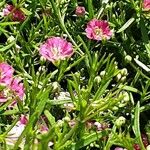 Gypsophila muralis Flower