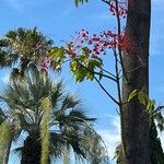 Brachychiton acerifoliusŽiedas