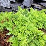 Cryptogramma crispa Blatt