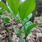 Polygonatum latifolium 葉