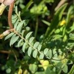 Vicia pannonica Deilen