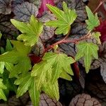 Hedera hibernica Hostoa