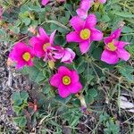 Oxalis purpurea Flor