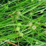 Cyperus brevifolius ഇല