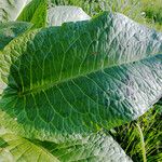 Rumex obtusifolius Feuille