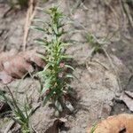 Ammannia auriculata Habit