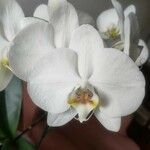 Phalaenopsis amabilis Flower