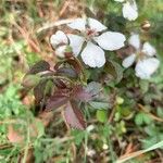 Rubus trivialis Leaf