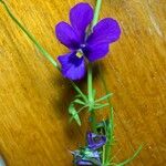 Viola luteaFlower