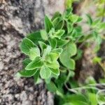 Barleria ventricosa Leaf