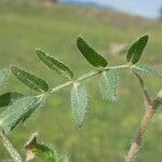 Tribulus terrestris Blad