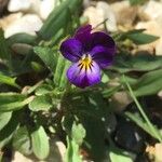 Viola tricolor Blüte