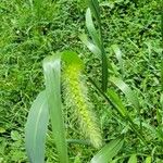 Setaria faberi Blad