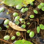 Luronium natans Leaf