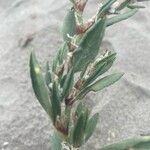 Polygonum maritimum叶