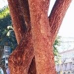 Samanea saman Ŝelo
