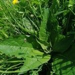 Verbascum phlomoidesLeaf