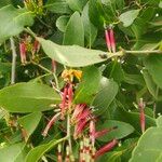 Tapinanthus belvisii Fiore