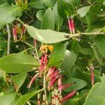 Tapinanthus belvisii Flower