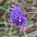 Succisa pratensis Flower