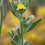 Linaria arenaria Ďalší