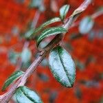 Cotoneaster integrifolius Blad