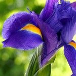 Iris latifolia Fula