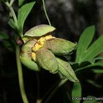 Paeonia californica Плод