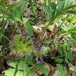 Hydrophyllum capitatum Floare