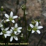 Sabulina austriaca Bloem