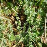 Galium humifusum Habit