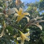 Ceiba speciosa Kvet