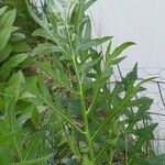 Silphium laciniatum পাতা