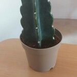 Cereus jamacaru List