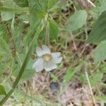 Epilobium roseum Kukka